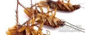 عکس سوسک ترسناک ترین