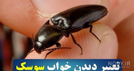 عکس سوسک مرده