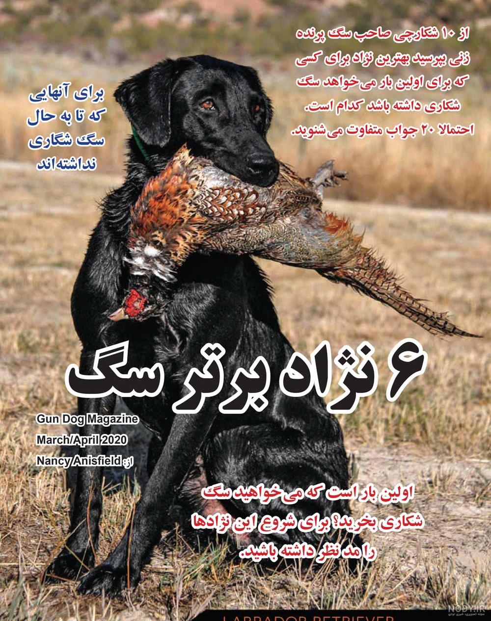 عکس سگ شکاری فروشی