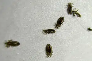 عکس شپش مشکی عکس شپش مشکی