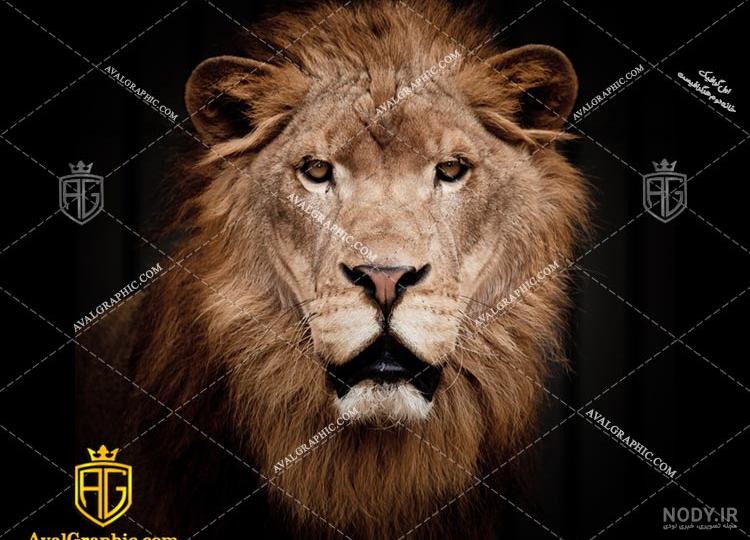 عکس شیر آتشین عکس شیر آتشین