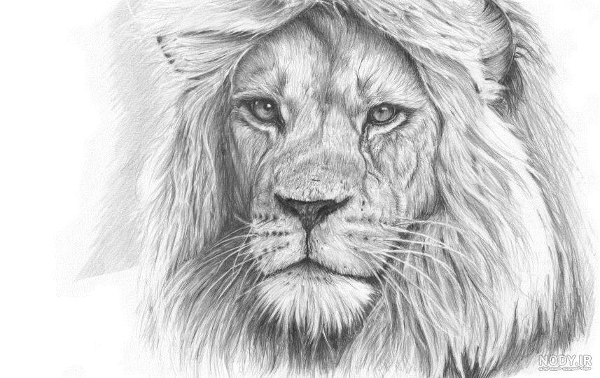 عکس شیر برای طراحی سیاه قلم عکس شیر برای طراحی سیاه قلم