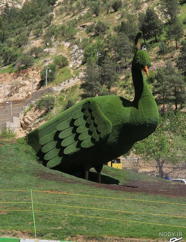 عکس طاووس جدید