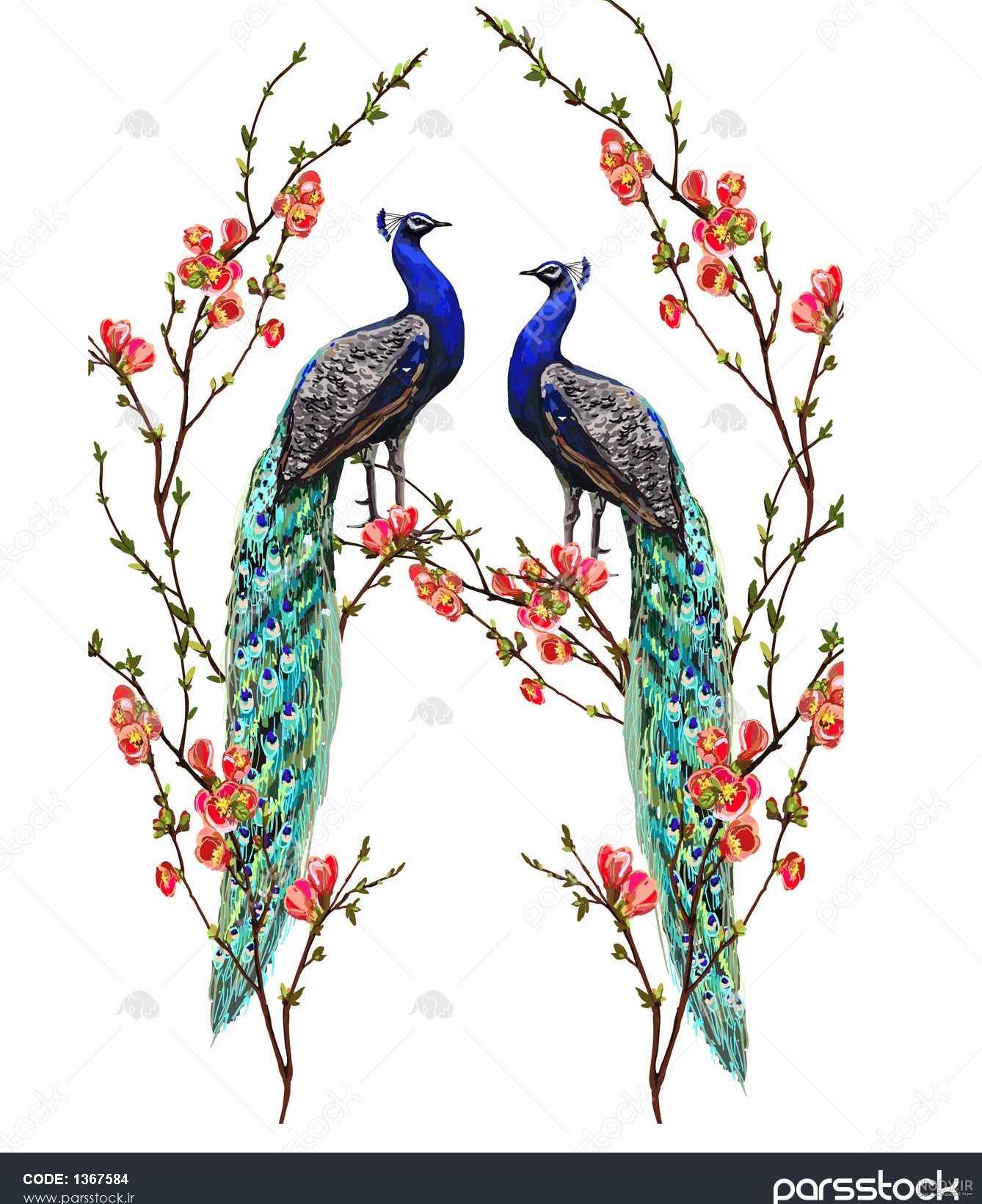 عکس طاووس زرد عکس طاووس زرد