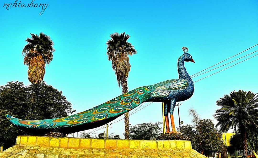عکس طاووس سیاه عکس طاووس سیاه