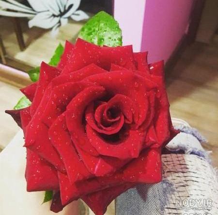 عکس عاشقانه گل رز