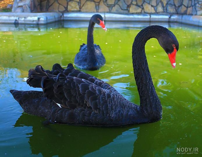 عکس قو برای تصویر زمینه