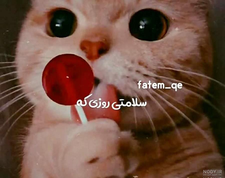 عکس گربه ملوس برا پروفایل