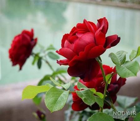 عکس گل رز طبیعی زیبا