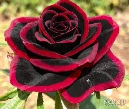 عکس گل عشق عکس گل عشق