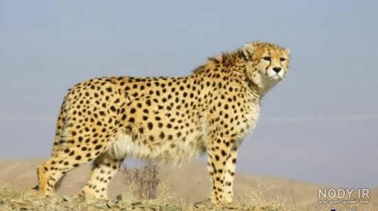 عکس یوز پلنگ وحشی
