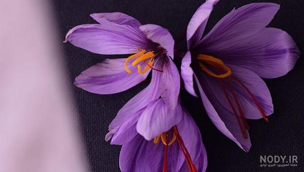مضرات زعفران برای زنان باردار مضرات زعفران برای زنان باردار