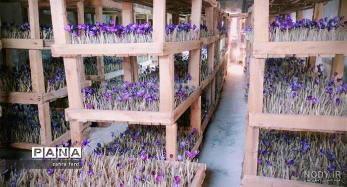 مقدمات کشت گلخانه ای زعفران