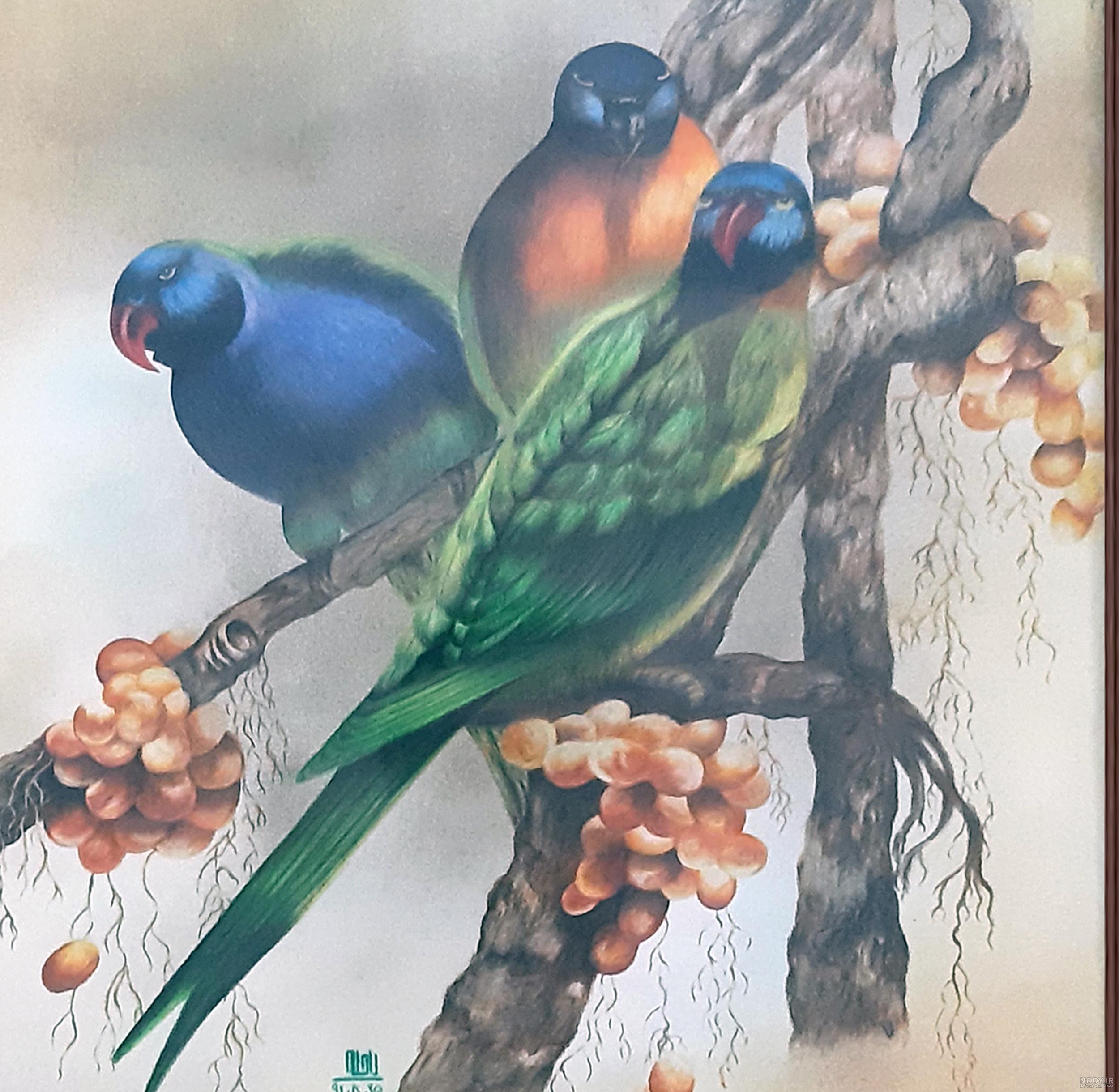 نقاشی طوطی سخت نقاشی طوطی سخت