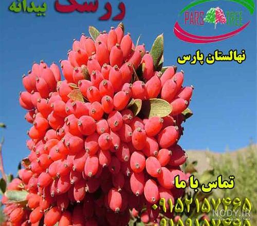 نهال زرشک قاینات