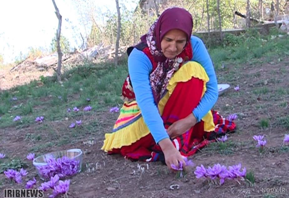 پرورش زعفران گلخانه ای در مازندران