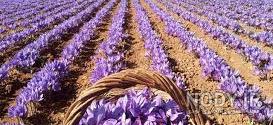 کدام محصول از صادرات استان گیلان نمی باشد کلاس پنجم