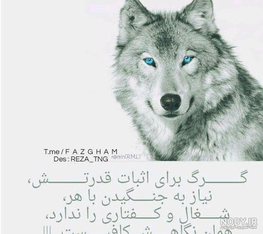 گرگ مغرور