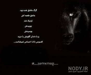 گرگ مغرور
