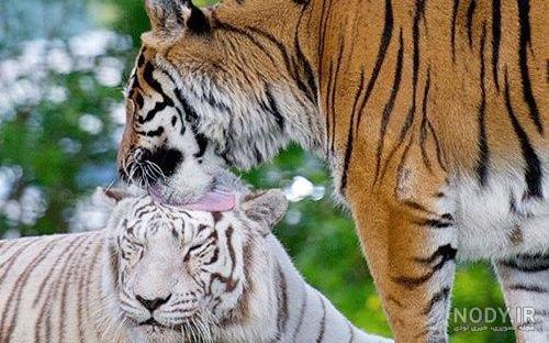 عکس حیوانات برای کودکان