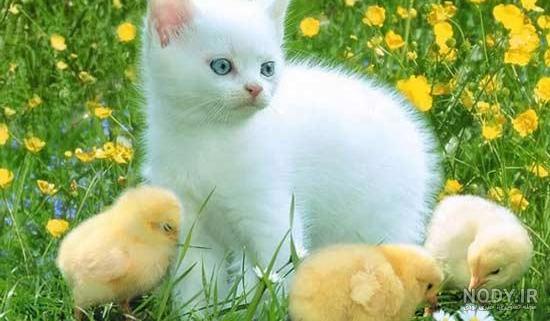 عکس عاشقانه حیوانات برای پروفایل