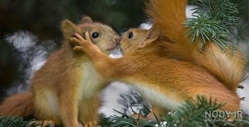 عکس عاشقانه حیوانات زیبا