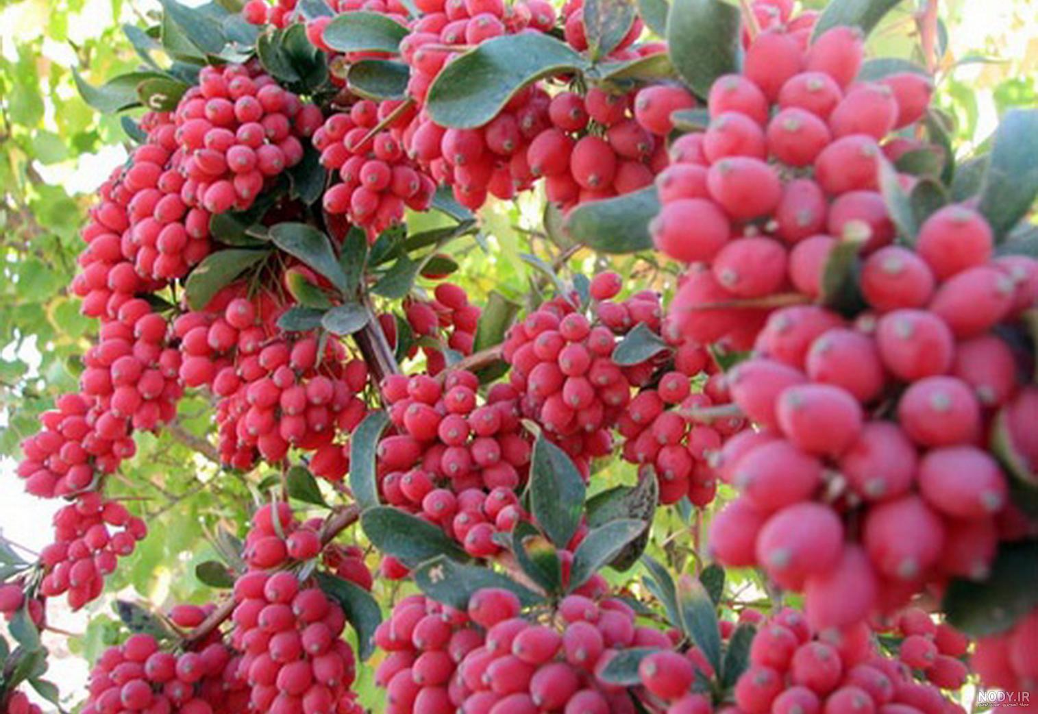 ارتفاع درخت زرشک ارتفاع درخت زرشک