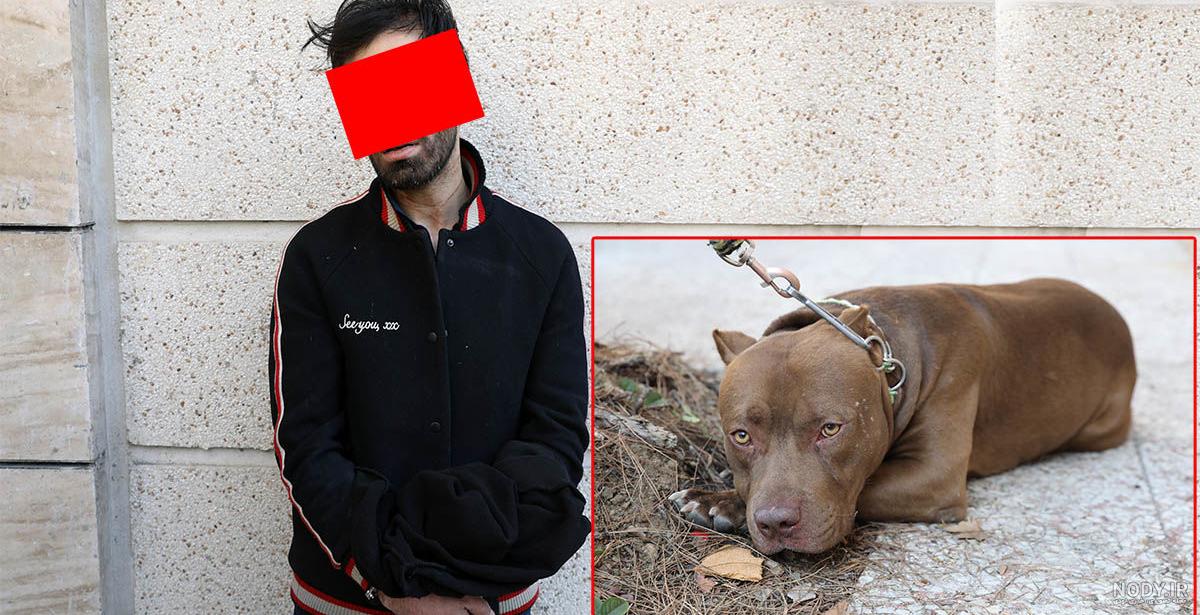 بهترین نژاد سگ گله بهترین نژاد سگ گله