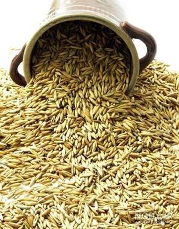 تفاوت خواص گندم و جو
