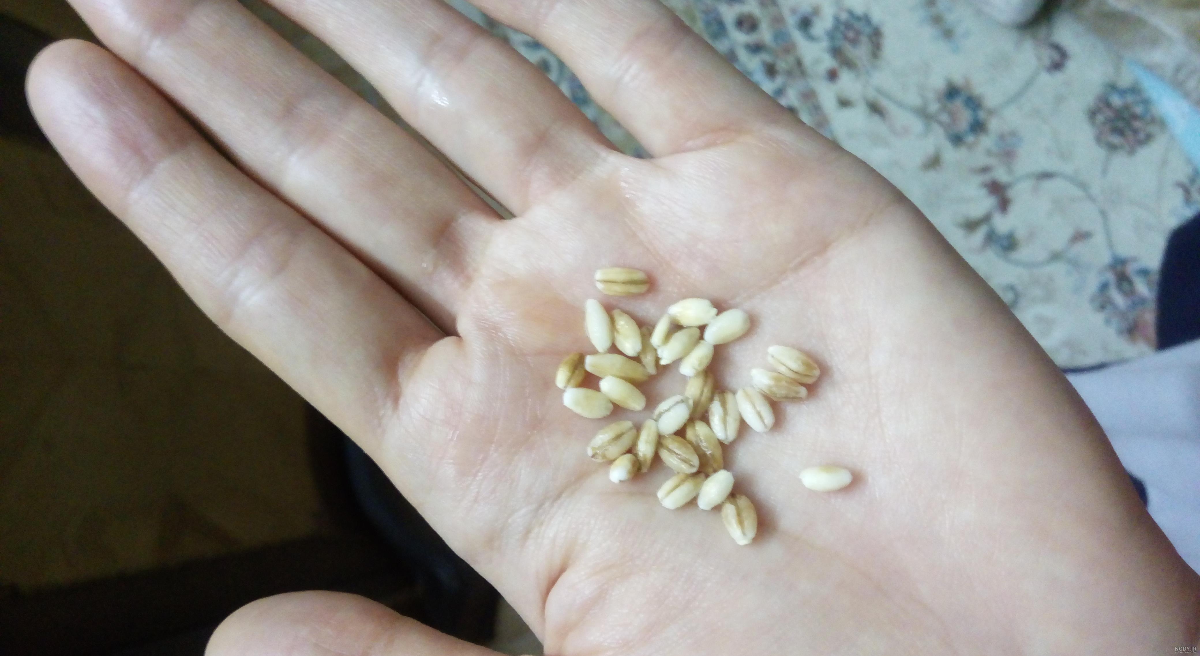 تفاوت خواص گندم و جو