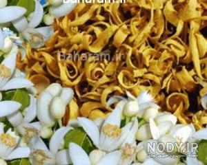 خرید گل بهار نارنج تازه خرید گل بهار نارنج تازه