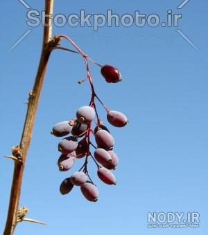 درخت زرشک پفکی درخت زرشک پفکی
