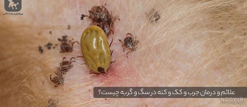 درمان شپش سگ خانگی درمان شپش سگ خانگی