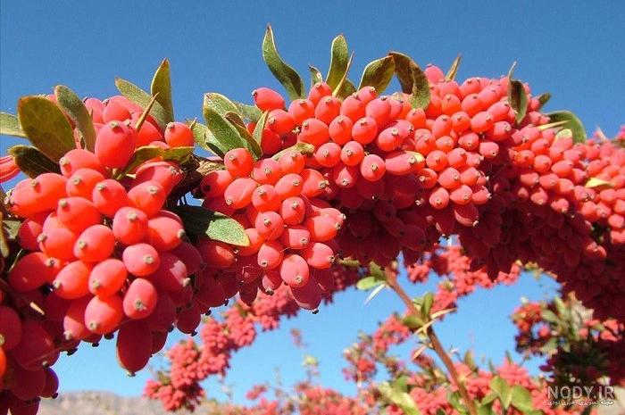 دمنوش زرشک و دارچین دمنوش زرشک و دارچین