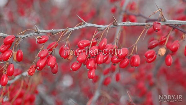 ریشه زرشک برای دیابت ریشه زرشک برای دیابت