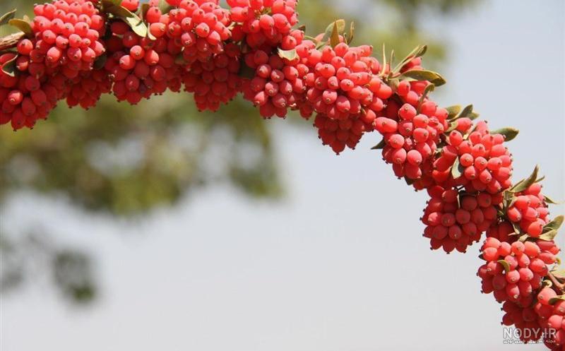 ریشه زرشک برای شکستگی ریشه زرشک برای شکستگی