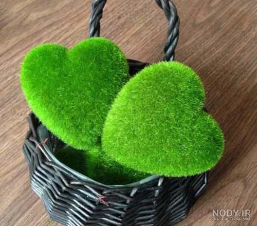 سبزه برنج برای عید سبزه برنج برای عید