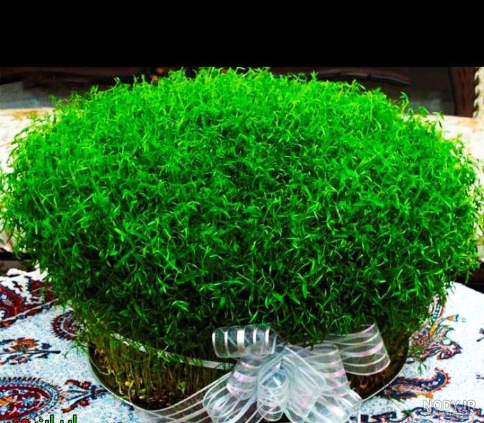 سبزه کنجد سبزه کنجد