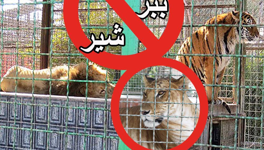 سرعت گربه سانان