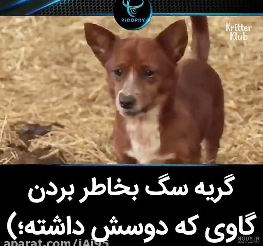 طرح گاوی روی ناخن طرح گاوی روی ناخن