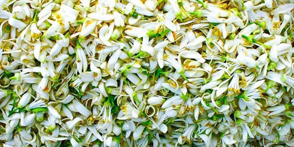 طرز تهیه دمنوش بهار نارنج و گل محمدی طرز تهیه دمنوش بهار نارنج و گل محمدی