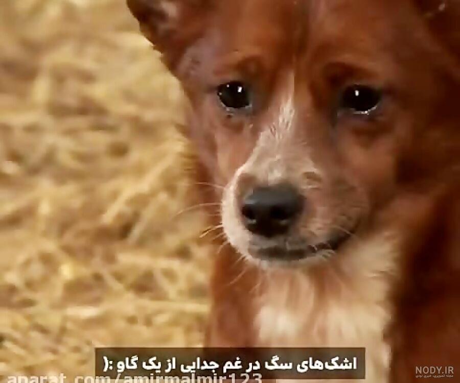 عروسک گاوی دیجی کالا عروسک گاوی دیجی کالا