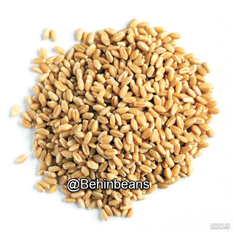 عکس بلغور گندم