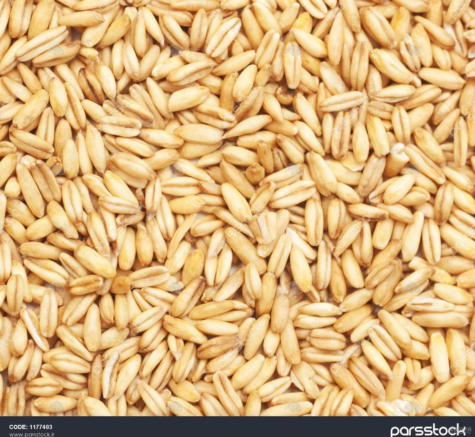 عکس جو و گندم
