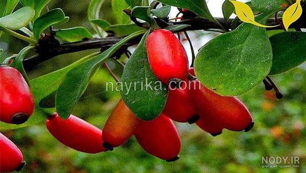 عکس زرشک پفکی عکس زرشک پفکی