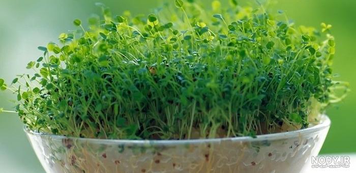 عکس سبزه یونجه عکس سبزه یونجه