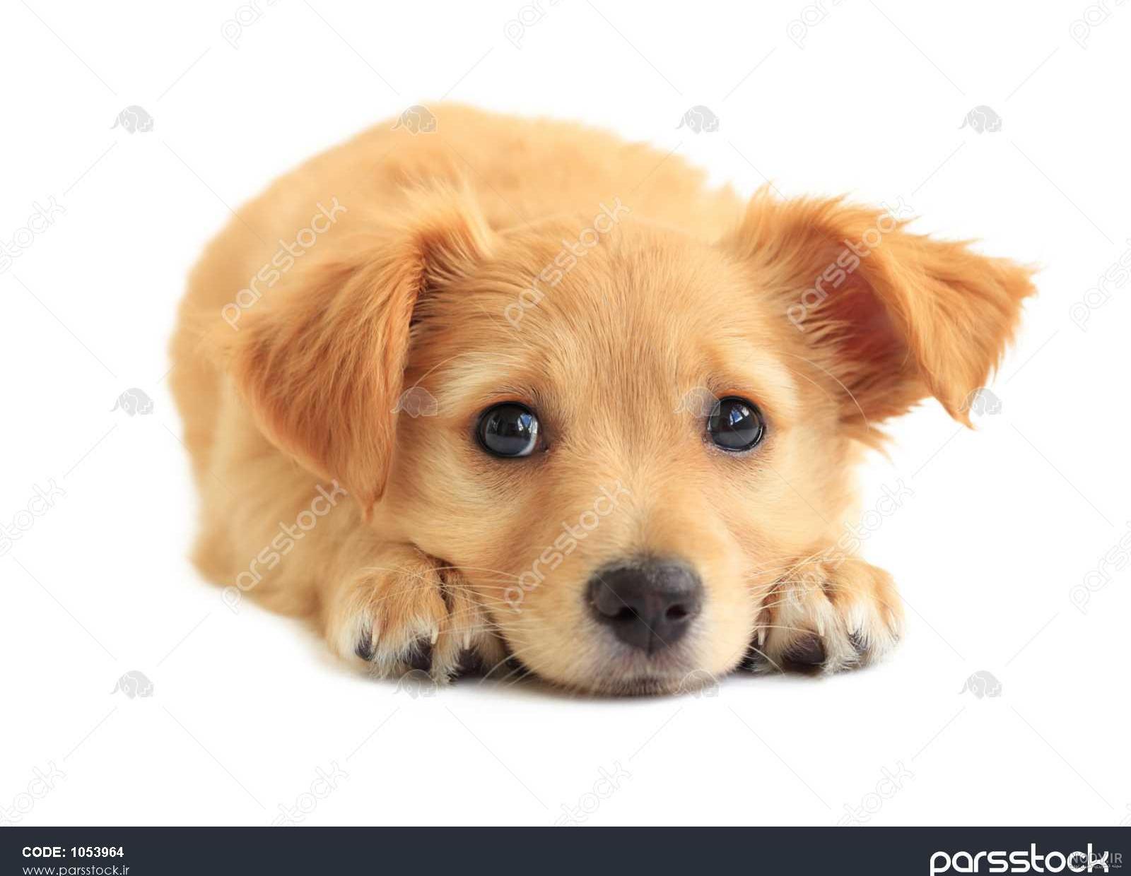 عکس سگ golden retriever عکس سگ golden retriever