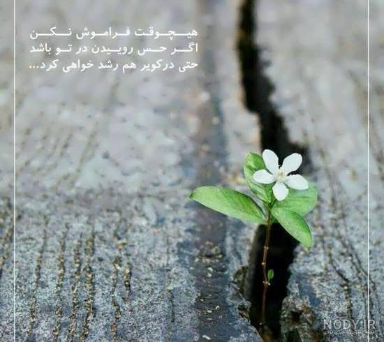 عکس طبیعت واقعی زمستان عکس طبیعت واقعی زمستان