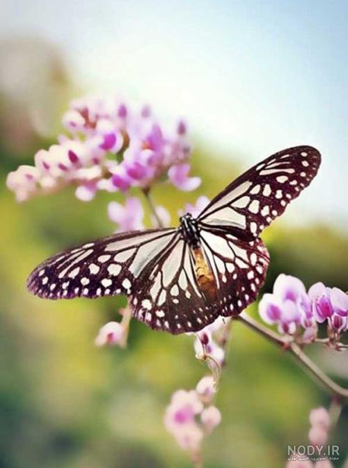 عکس طبیعت واقعی ساده عکس طبیعت واقعی ساده