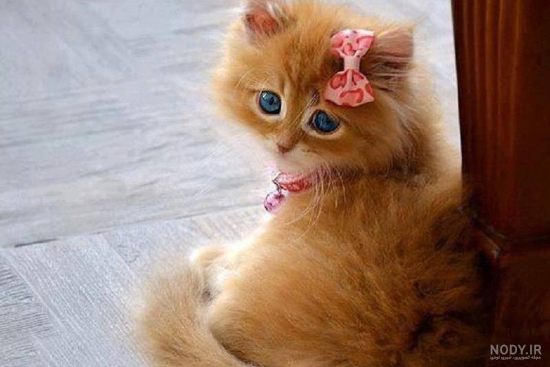 عکس های زیبا از گربه عکس های زیبا از گربه